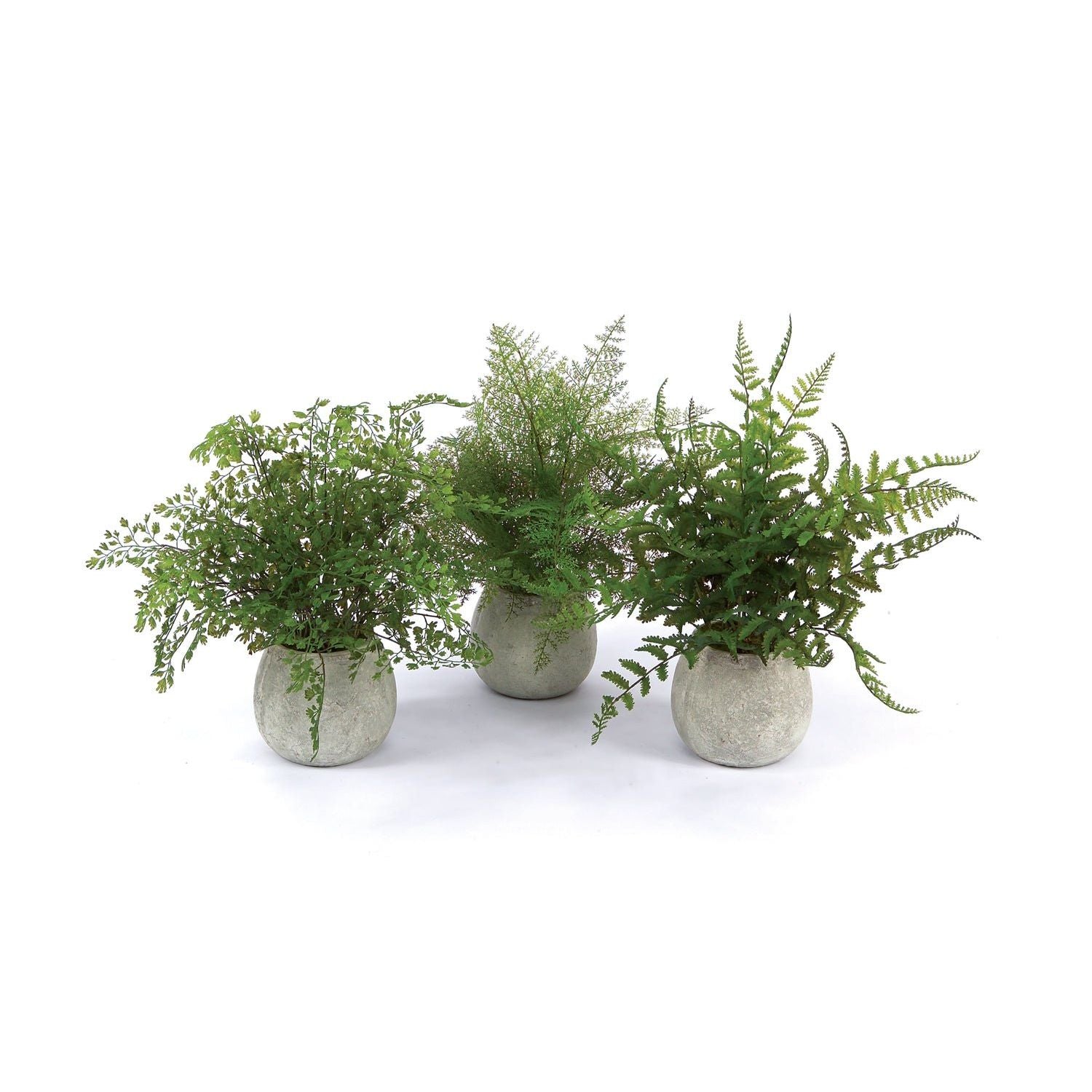 Potted Fern Plants in Grey Planter, Set of 3