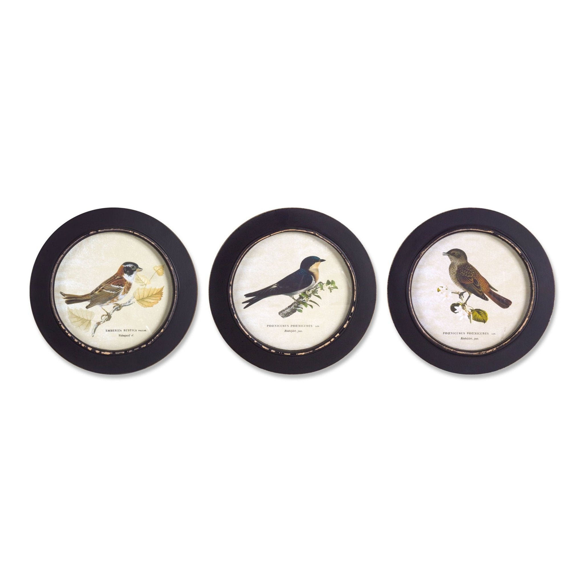 Wood Framed Encyclopedia Bird Print (Set of 3) 9.5"D - Framed Wall Art