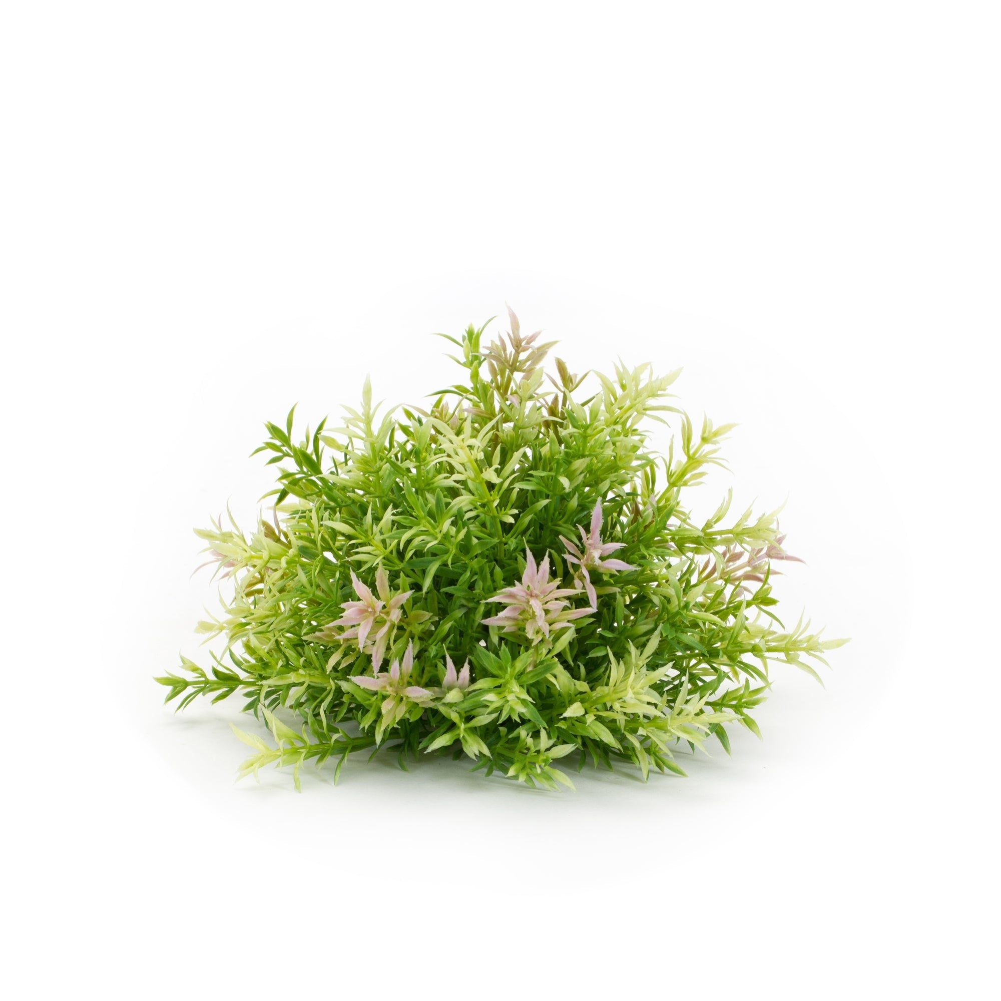 8" Mini Leaf Half Orb, Set of 6 - Pier 1