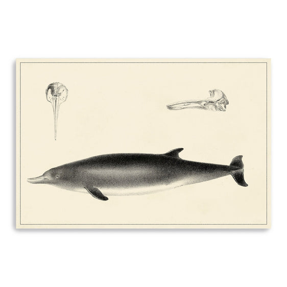 Antique-Dolphin-Study-I-Canvas-Giclee-Wall-Art-Wall-Art
