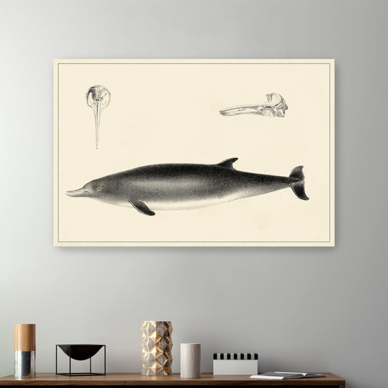 Antique Dolphin Study I Canvas Giclee - Pier 1