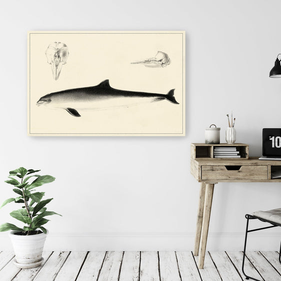 Antique Dolphin Study II Canvas Giclee - Pier 1
