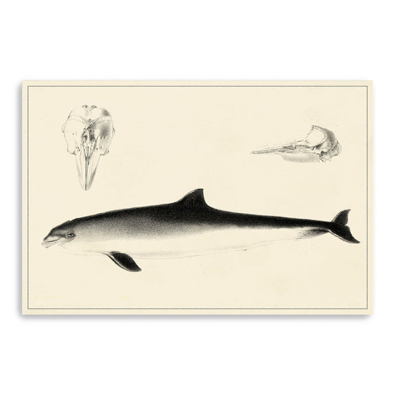Antique-Dolphin-Study-Ii-Canvas-Giclee-Wall-Art-Wall-Art
