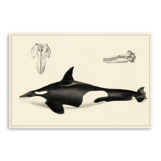 Antique-Whale-Study-I-Canvas-Giclee-Wall-Art-Wall-Art