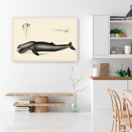 Antique Whale Study II Canvas Giclee - Pier 1
