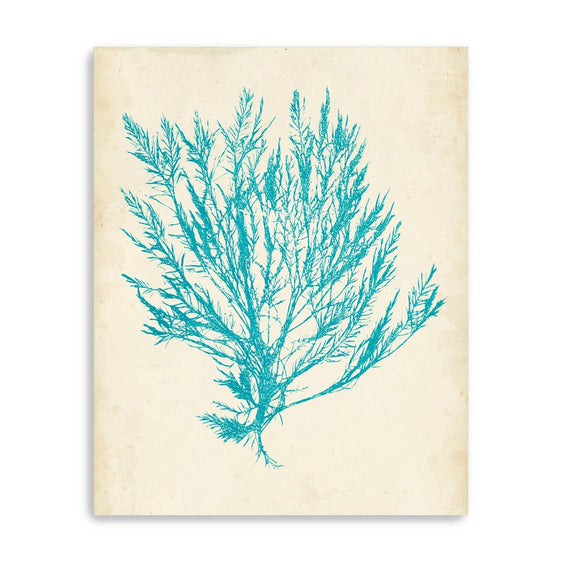 Aquamarine-Seaweed-Iv-Canvas-Giclee-Wall-Art-Wall-Art