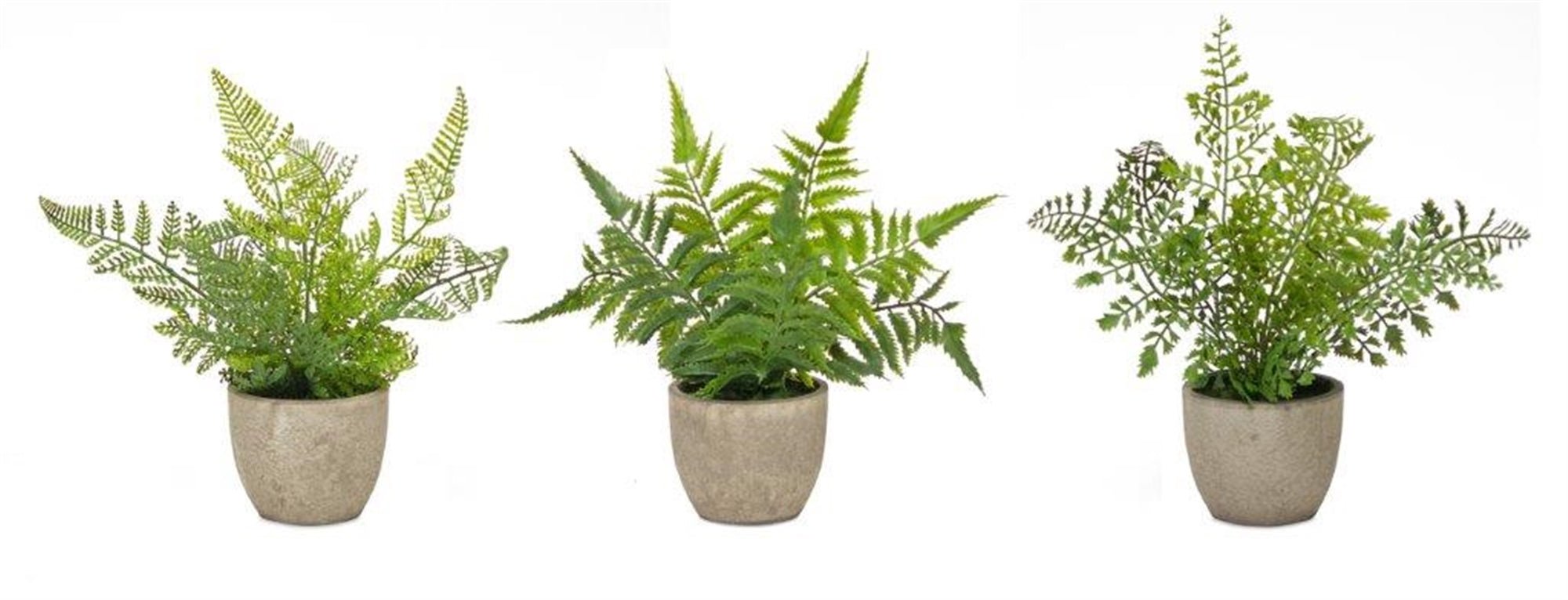 Assorted-Fern-Plant-in-Grey-Pot,-Set-of-3-Faux-Florals