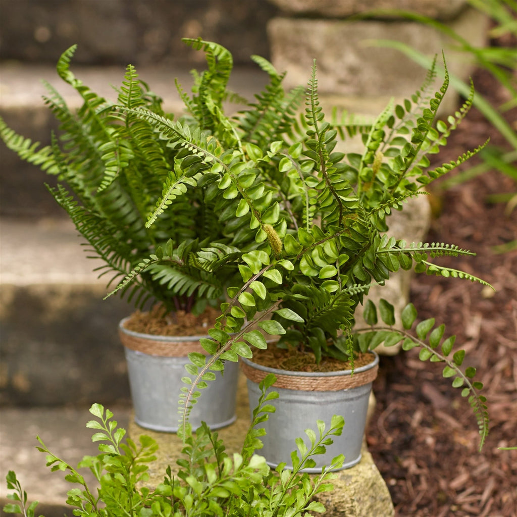 Assorted Fern Plant in Tin Pot with Jute Accent (Set of 3) - Pier 1