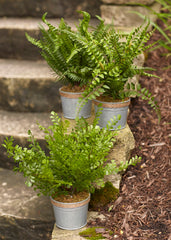 Assorted Fern Plant in Tin Pot with Jute Accent (Set of 3) - Pier 1