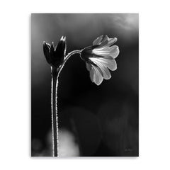 Black-&-White-Flower-Canvas-Giclee-Wall-Art-Wall-Art