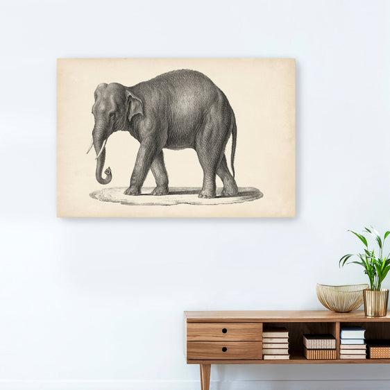 Brodtmann Elephant Canvas Giclee - Pier 1