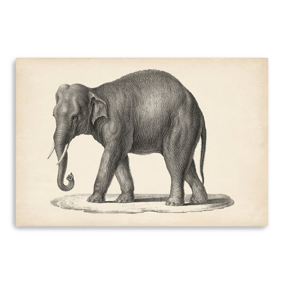 Brodtmann-Elephant-Canvas-Giclee-Wall-Art-Wall-Art
