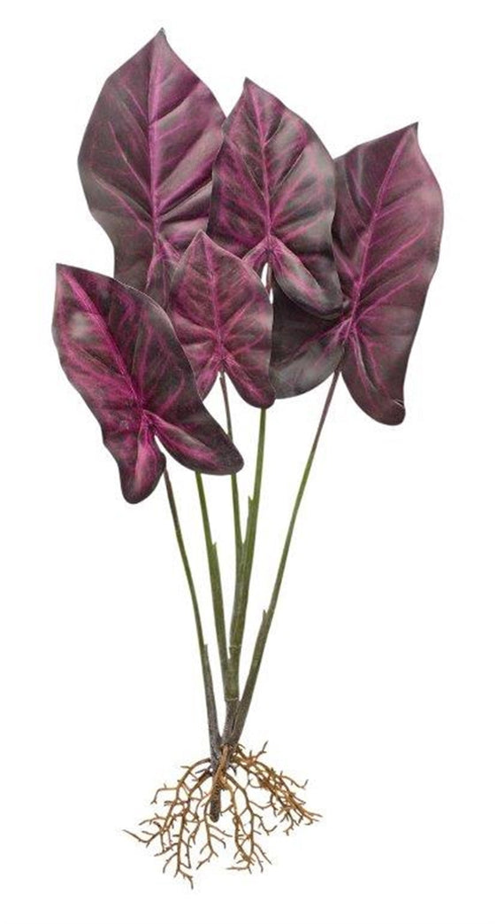 Burgundy Caladium Plant with Roots Accent, Set of 2 - Pier 1