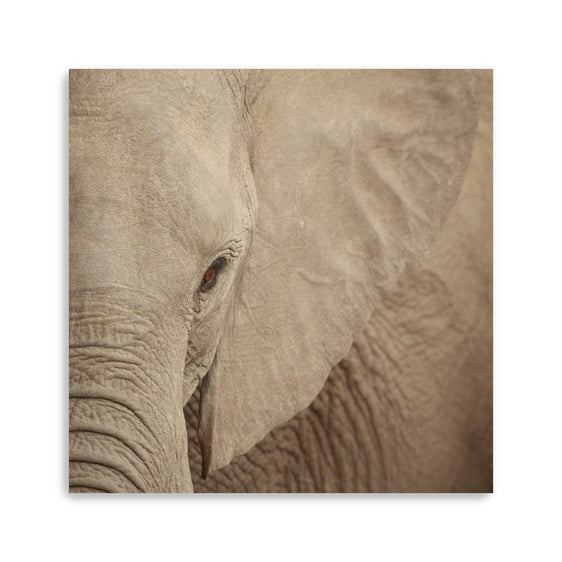 Elephant-Up-Close-Canvas-Giclee-Wall-Art-Wall-Art