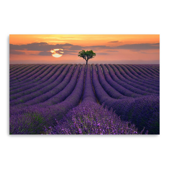 For-The-Love-Of-Lavender-Canvas-Giclee-Wall-Art-Wall-Art