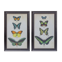 Framed Encyclopedia Butterfly Print Under Glass (Set of 2) - Pier 1
