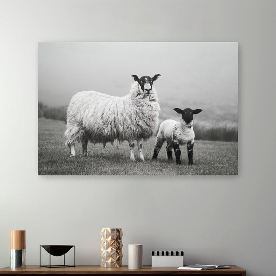 Islay Sheep I Canvas Giclee - Pier 1
