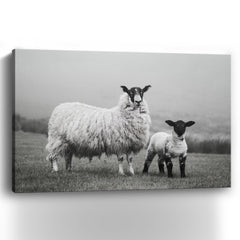 Islay Sheep I Canvas Giclee - Pier 1