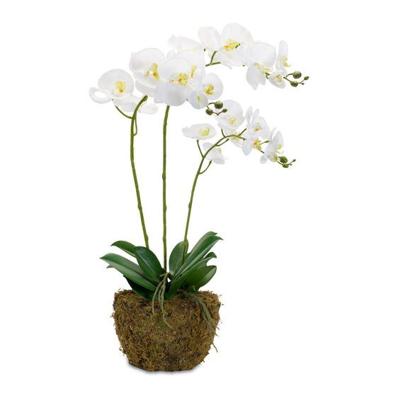 Orchid Flower Arrangements with Rooted Base 29.5"H - Faux Florals