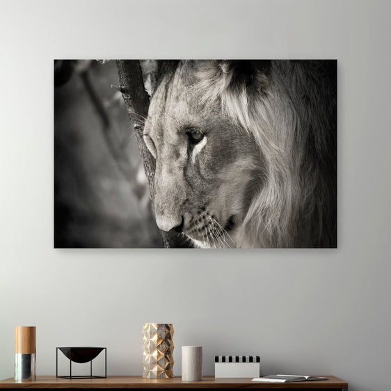Pensive Lion Canvas Giclee - Wall Art