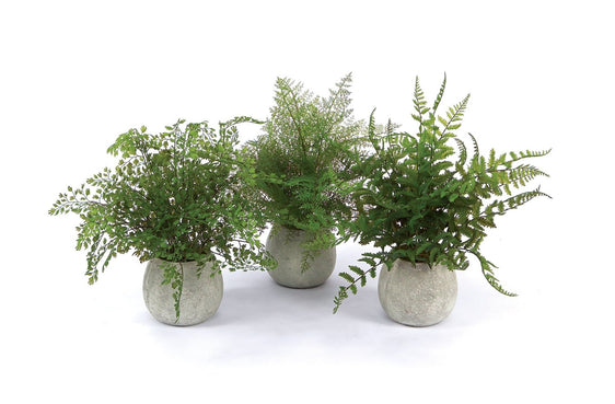 Potted-Fern-Plants-in-Grey-Planter,-Set-of-3-Faux-Florals