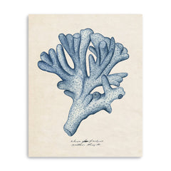 Sea Coral Study I Canvas Giclee - Wall Art