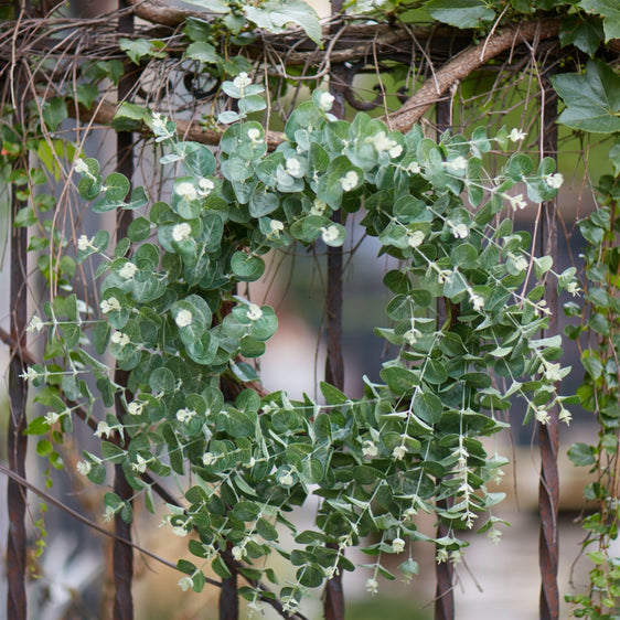 Seeded Eucalyptus Grapevine Wreath 28" - Wreaths