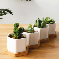 Small Succulent Planters, Set of 3 - Planters
