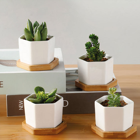 Small-Succulent-Planters,-Set-of-3-Planters