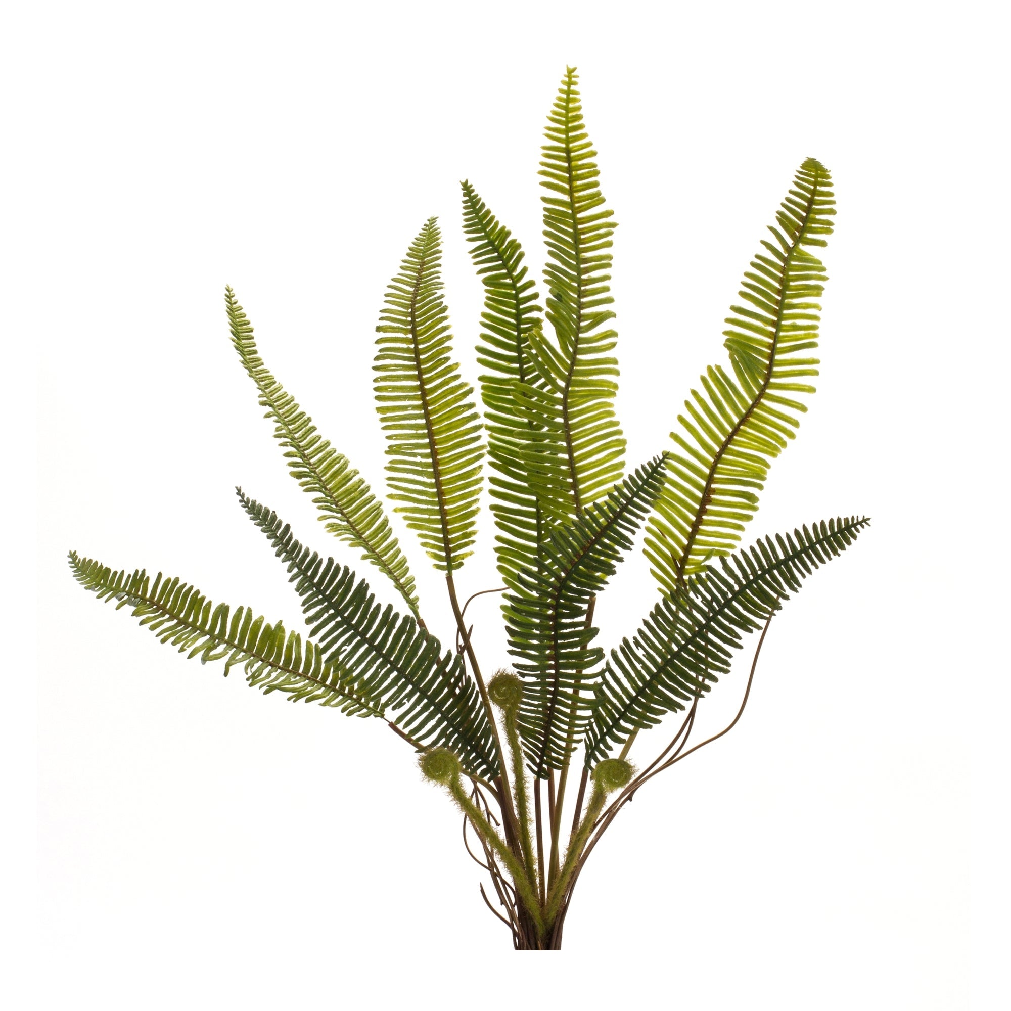 Variegated Fern Foliage Bush, Set of 6 - Faux Florals