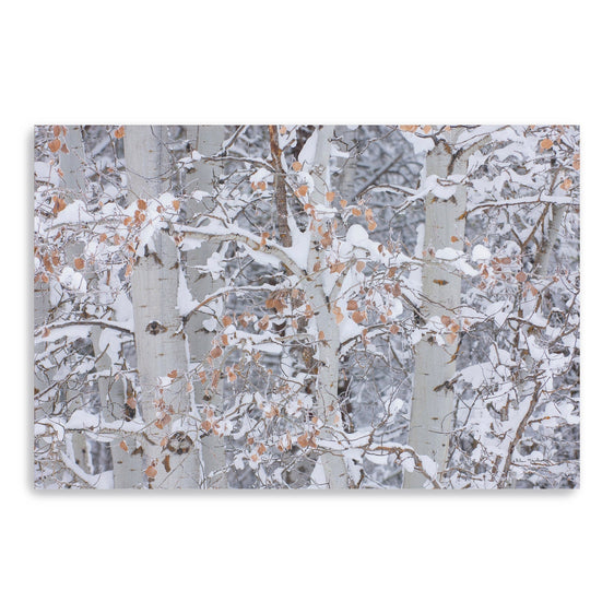 Winter-Aspens-Closeup-Canvas-Giclee-Wall-Art-Wall-Art