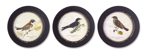 Wood Framed Encyclopedia Bird Print (Set of 3) 9.5"D - Wall Décor