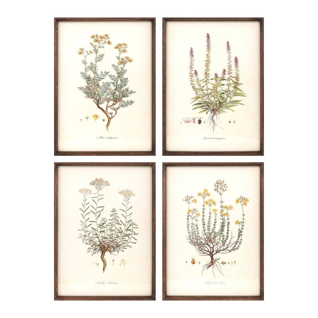 Wood-Framed-Encyclopedia-Flower-Print-Under-Glass,-Set-of-4-Wall-Art