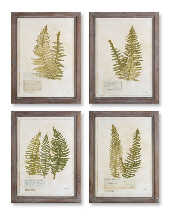 Wood-Framed-Fern-Encyclopedia-Prints-Under-Glass-(Set-of-4)-Wall-Décor